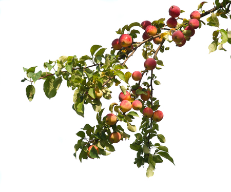 Wild red apples on a branch isolated on white backgroundの写真素材