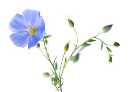 flax flower isolatedの写真素材