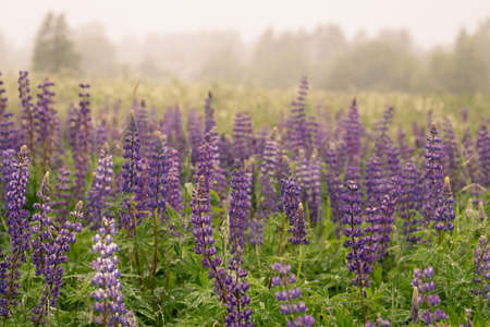 Lupine blooming under summer rainの写真素材