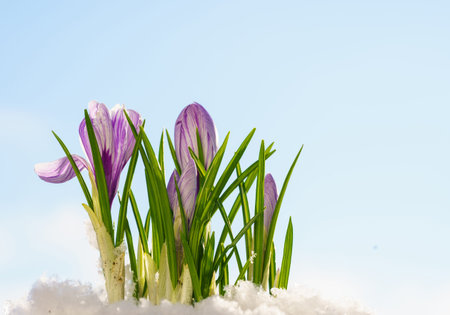 First spring flowers. Blooming purple crocus flower covered snowの写真素材