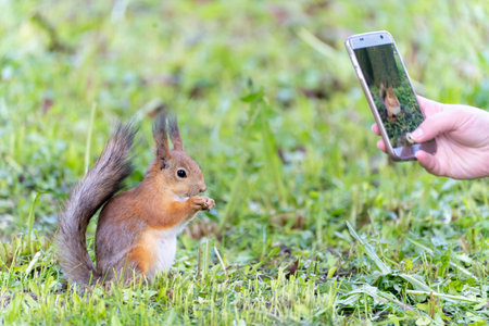 people taking photo of red squirrel eats in parkの写真素材