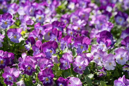 Colorful decoration of blooming flowers of heartsease or Pansy flowers