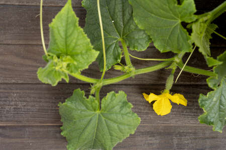 Cucumber plant. Flowerings cucumbers growing on branchの写真素材