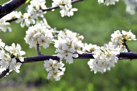 Spring flowers Ural pears on branchesの写真素材