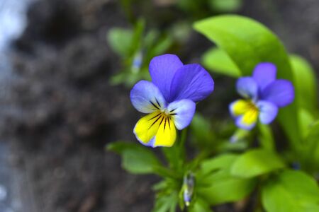 Flowers of the horned violet tricolor Pansies (viola cornuta)の写真素材
