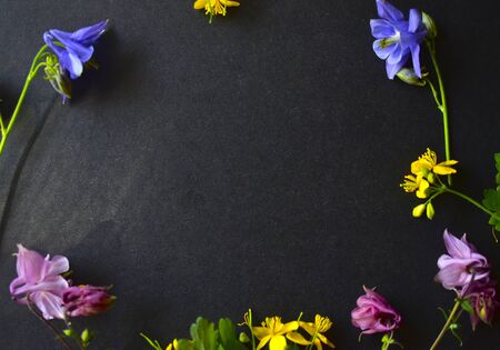 Aquilegia and yellow Celandine flowers on a dark paper backgroundの写真素材