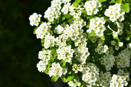 White flowers of Spiraea nipponica (spiraea nipponica)の写真素材