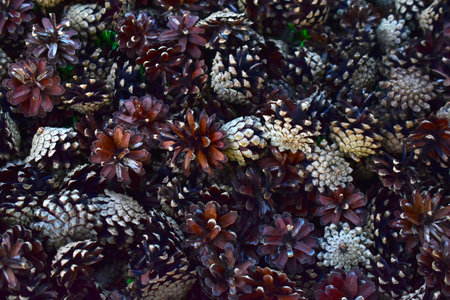 A whole bunch of fir cones on the ground in summer