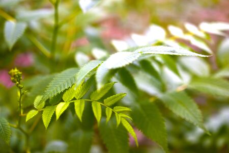 Green leaves of a shrub similar to a fernの写真素材