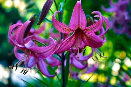 Red bouquet of beautiful lilies in the garden in summerの写真素材