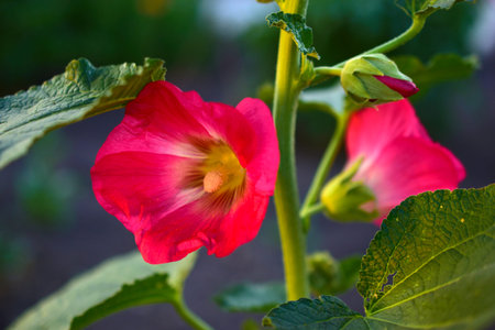 Red and pink mallow flowers in the garden on a Bushの写真素材