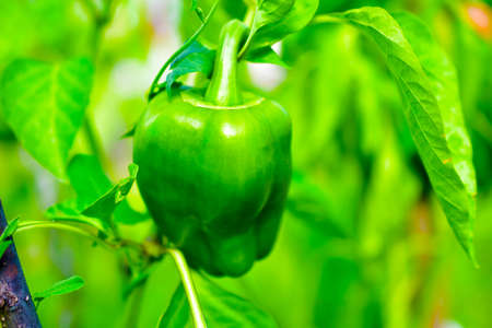 Green pepper on a branch in the gardenの写真素材