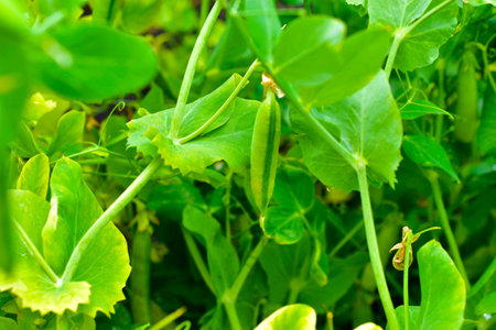 Fresh pods of ripe peas in the garden bed