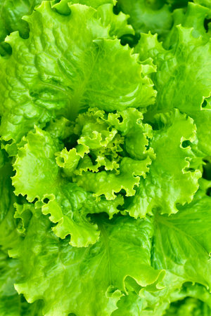 Fresh green lettuce bushes close up in full frame