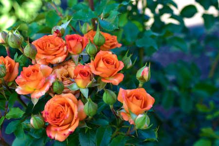 Small beautiful pink flowers rose Spray Kelly rose conina rosehipの写真素材