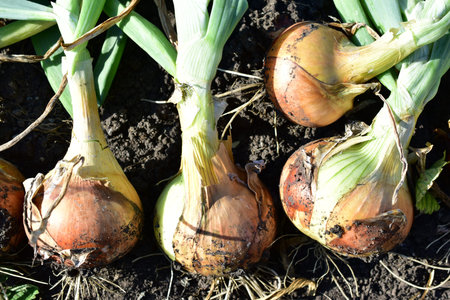 Ripe onions drying in the garden after harvesting