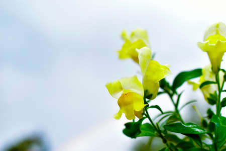 Yellow Snapdragon flowers against a white skyの写真素材