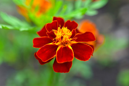 Red and yellow flowers small-flowered marigolds (lat. TagÃ©tes) in the garden