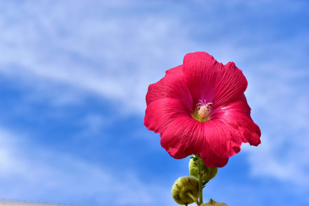 Red Mallow flowers against the background of greenery and sky