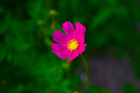 Bright red flower of cosmea in green in summer