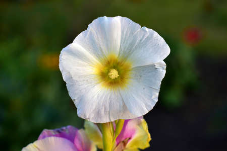 White Mallow flower in the evening in autumnの写真素材