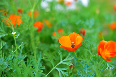 Yellow and red flowers Eshsholtsiya closeup in the green