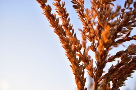 Ears of corn in the setting sun