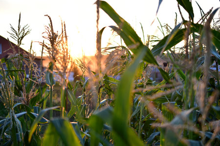 Ears of corn in the setting sun