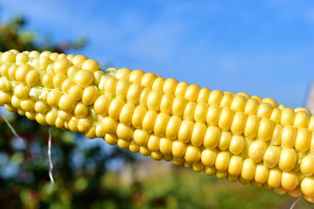 Ripe yellow corn cob on the background of greenery in the field