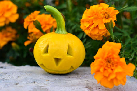 Yellow pumpkin with a carved face in the gardenの写真素材