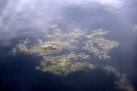Water surface with reflections in the swampの写真素材