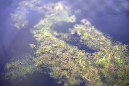 Water surface with reflections in the swampの写真素材