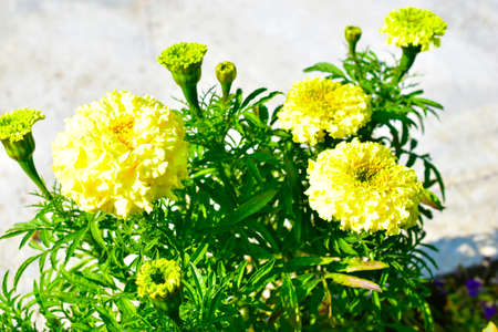 Yellow flowers marigold (Tagetes) erect Antigua primroseの写真素材