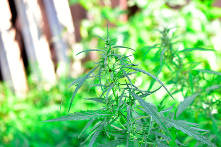 Green cannabis marijuana Bush in the garden