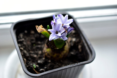 Flower seedlings in pots on the windowsill