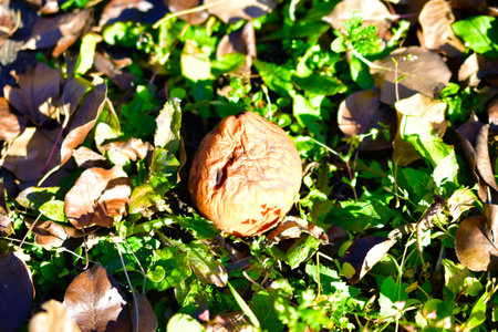 Rotting in the green grass apples covered with mold
