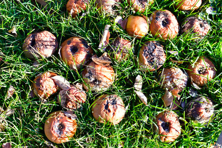 Rotting in the green grass apples covered with mold