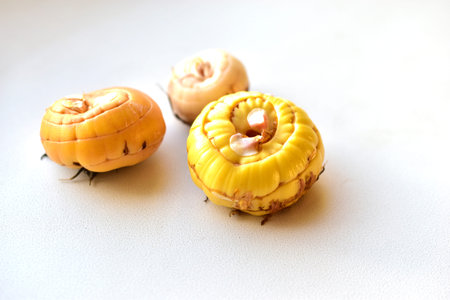 Gladioli bulbs on a white background in autumn