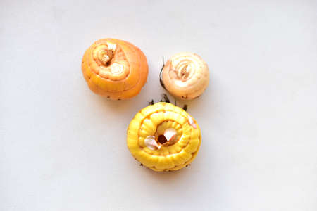 Gladioli bulbs on a white background in autumnの写真素材