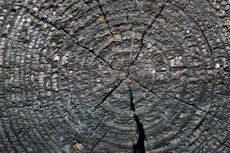 Wooden pattern of a slice of the old rotten timberの写真素材