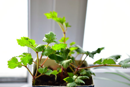 Seedlings of summer green flowers in pots on the windowsillの写真素材