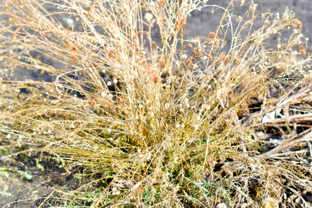 Yellow dried bush plants in the spring in the garden