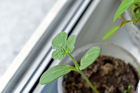 Green shoots flower seedlings in spring in pots