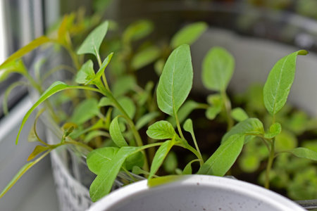 Green shoots flower seedlings in spring in pots