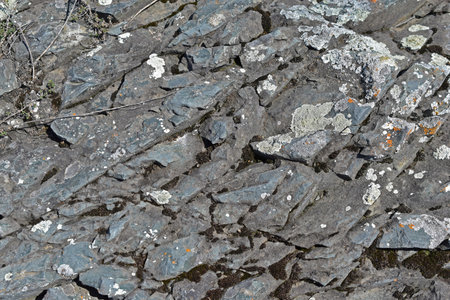Gray rock surface of stone and plants in the field