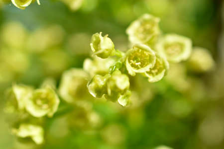 Yellow flowers of flowering currant in the spring afternoonの写真素材