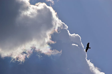 Blue and white cumulus clouds during the day