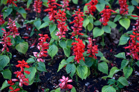 Colorful flowers on a flower bed in a park in the cityの写真素材