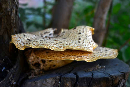 Spotted mushroom toadstool on a stump in the summer in the parkの写真素材