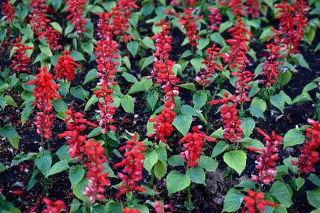 Colorful flowers on a flower bed in a park in the cityの写真素材